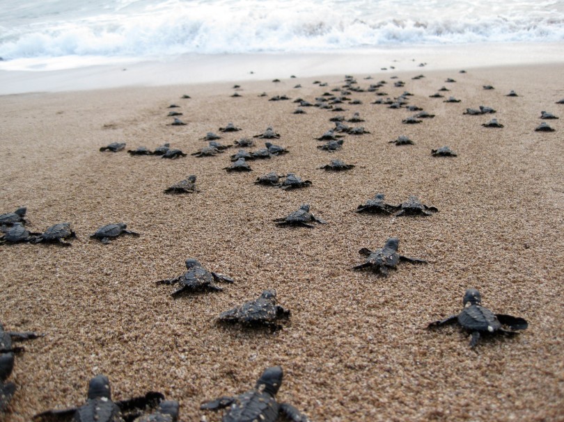 baby-sea-turtles-heading-toward-the-ocea